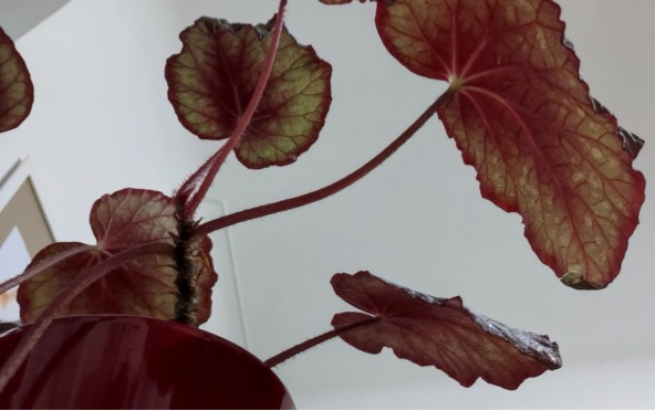 F R Ü H L E S E H E R B S T M A T I N E E